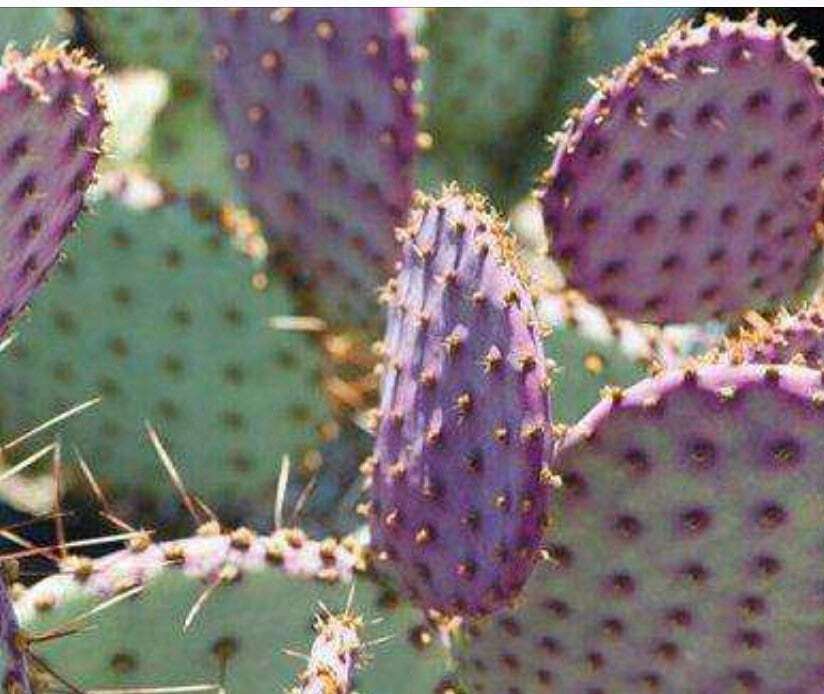 2”pot 4"pot Live purple color Opuntia Santa Rita - 2”pot