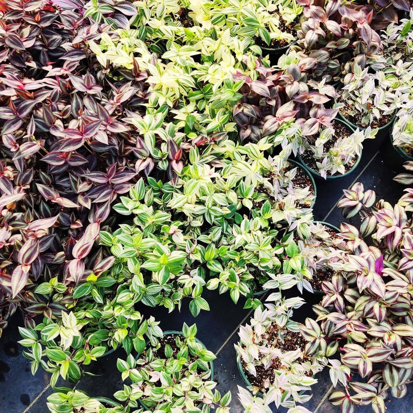 Cuttings/Rooted 2" pot Wandering Jew Tradescantia/Callisia - Zebrina Burgundy