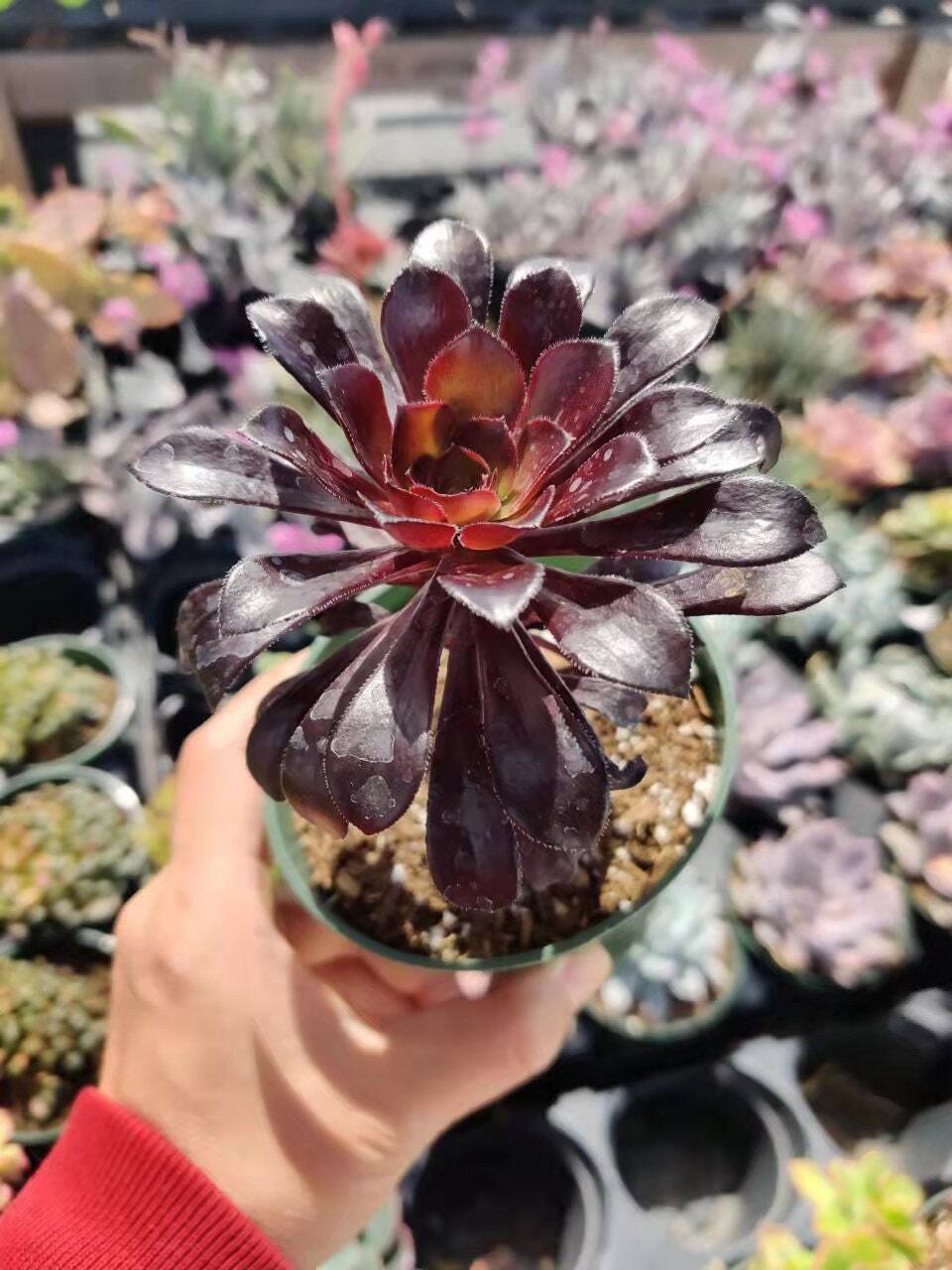 2"pot 4” pot Succulent Plants Aeonium arboreum-Zwartkop - Variant 4