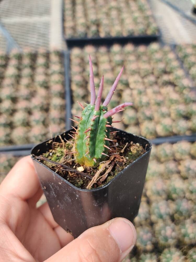 2"pot Euphorbia Ferox - Default Title