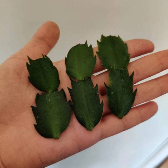 Unrooted Leave cuttings Thanksgiving cactus - 1pc-pink flower