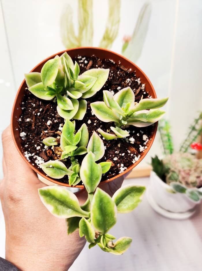 2"pot 4“pot Succulent Plants aptenia cordifolia variegata - Variant 6