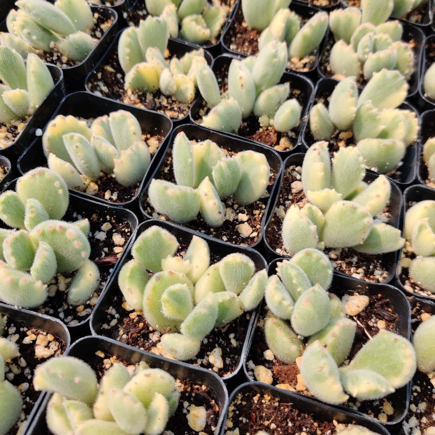 2”pot 4”pot Succulent Plants Cotyledon tomentosa "Bear's Paw" Variegated