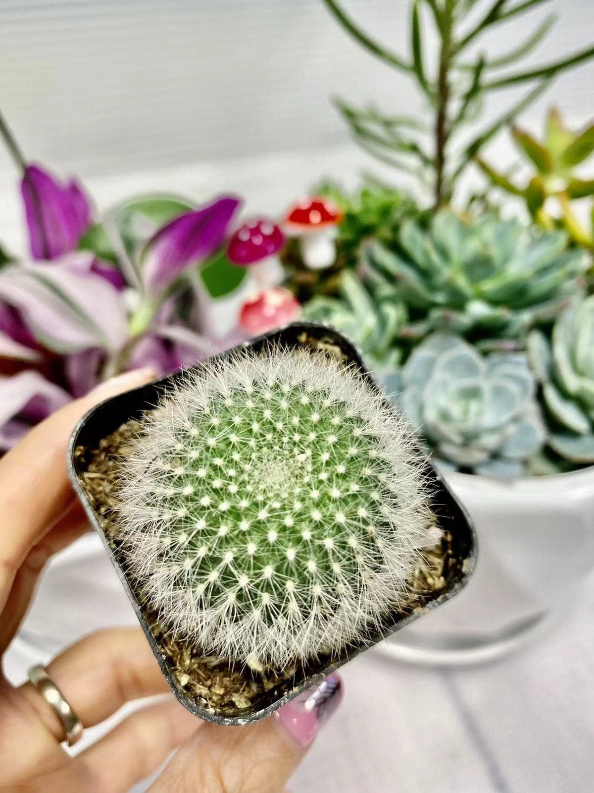 2"pot Live Cactus plant Rebutia Muscula - Variant 2