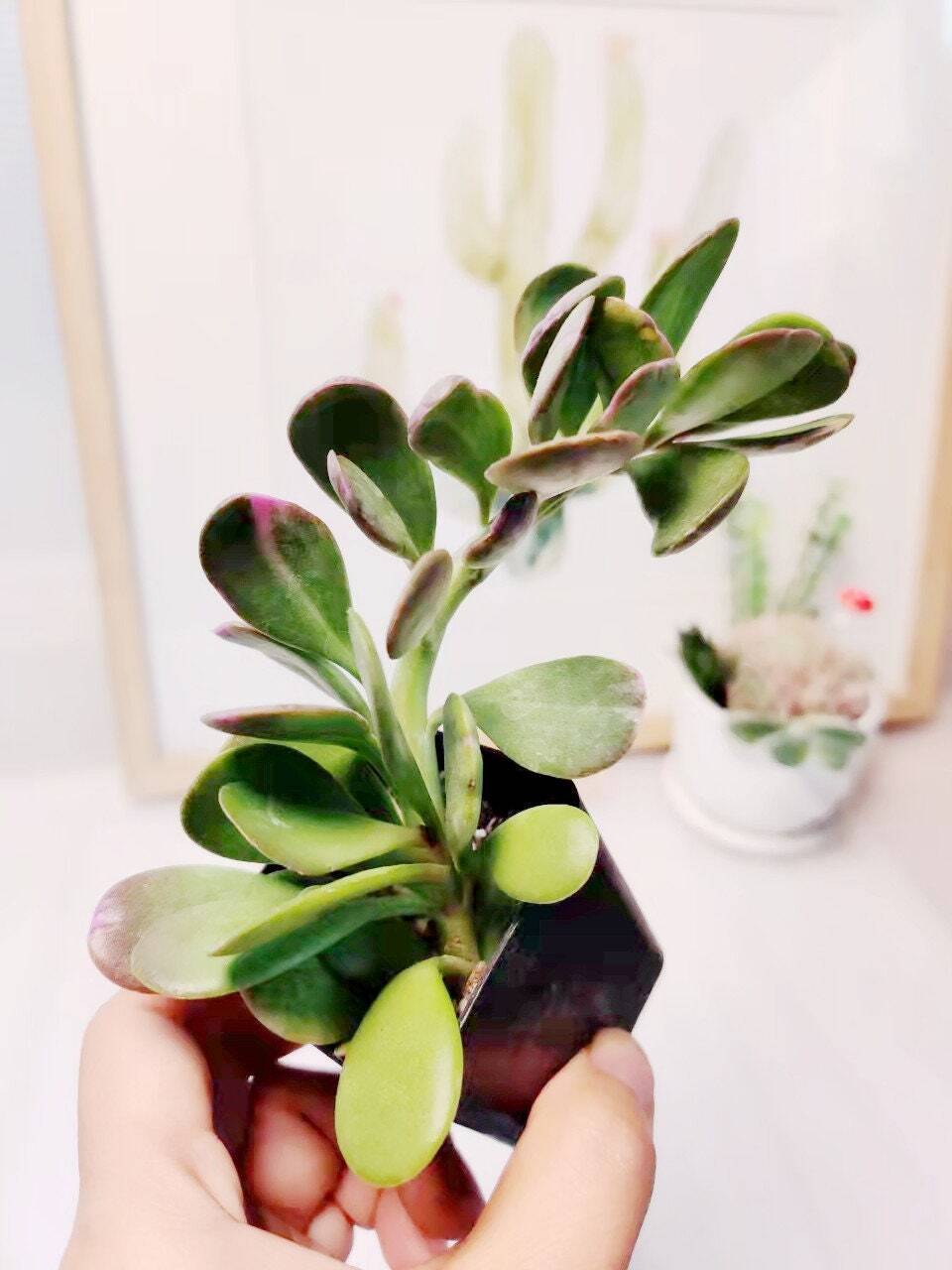 2” pot 4"pot Succulent plants Senecio jacobsenii Trailing Jade Purple - 2"pot