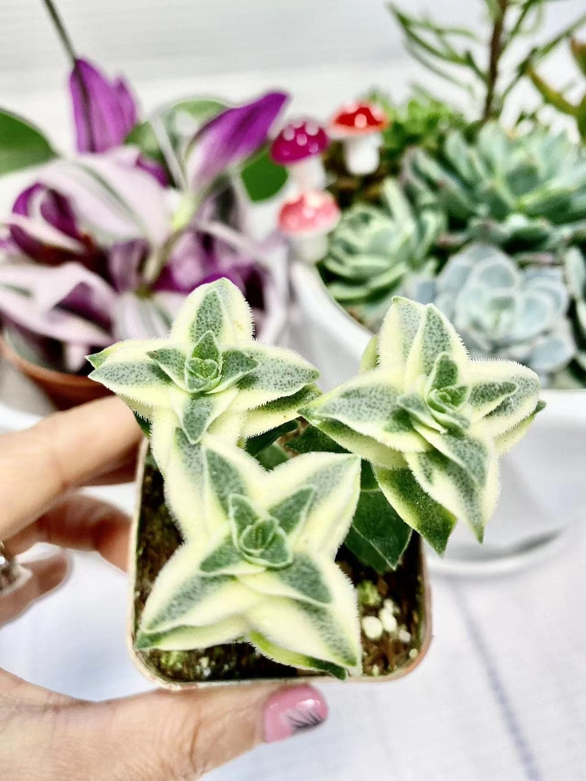 2" pot Crassula perforata Variegata -String of Buttons - Default Title