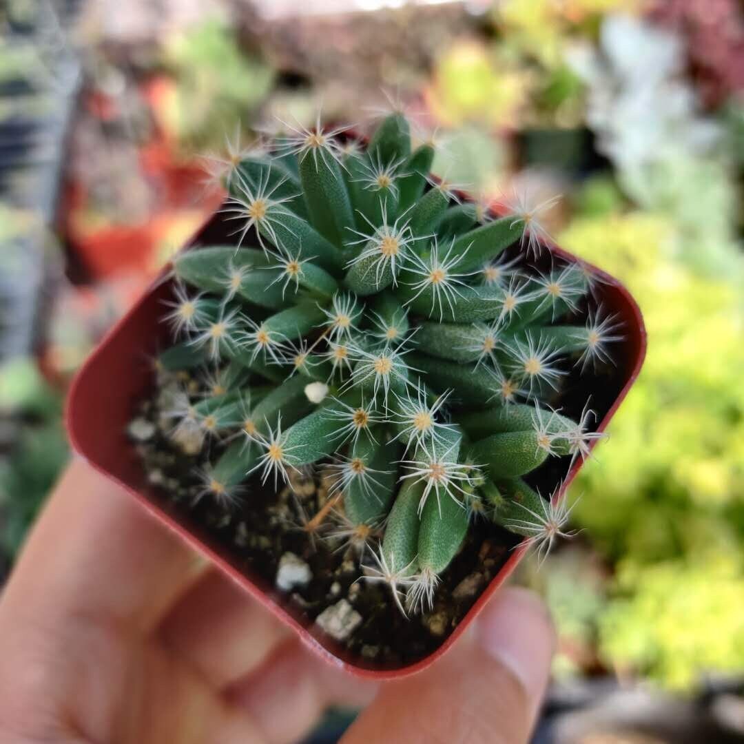 2” pot 4"pot Succulent Plants Trichodiadema densum - Variant 3