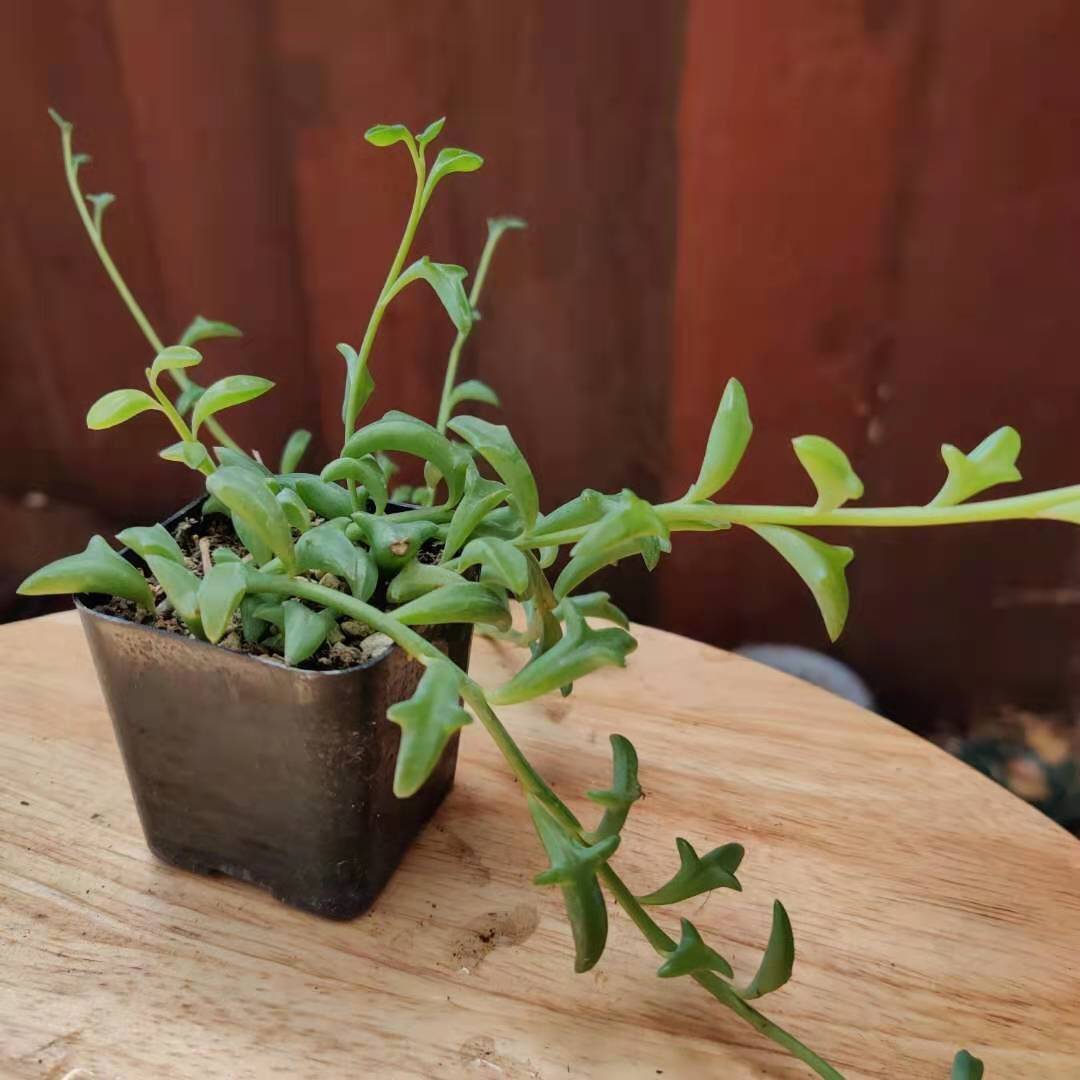 String of Dolphins Succulent | Live Cuttings or 2" Potted Plant - Variant 4