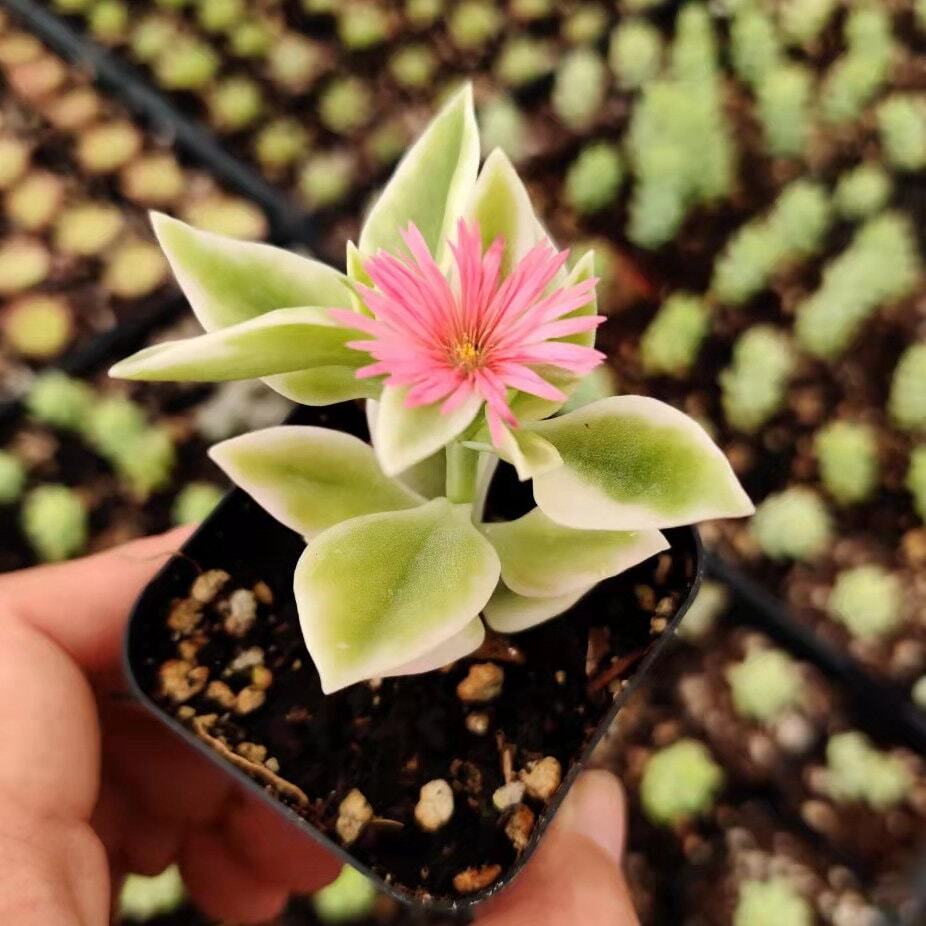 2"pot 4“pot Succulent Plants aptenia cordifolia variegata - 4"pot