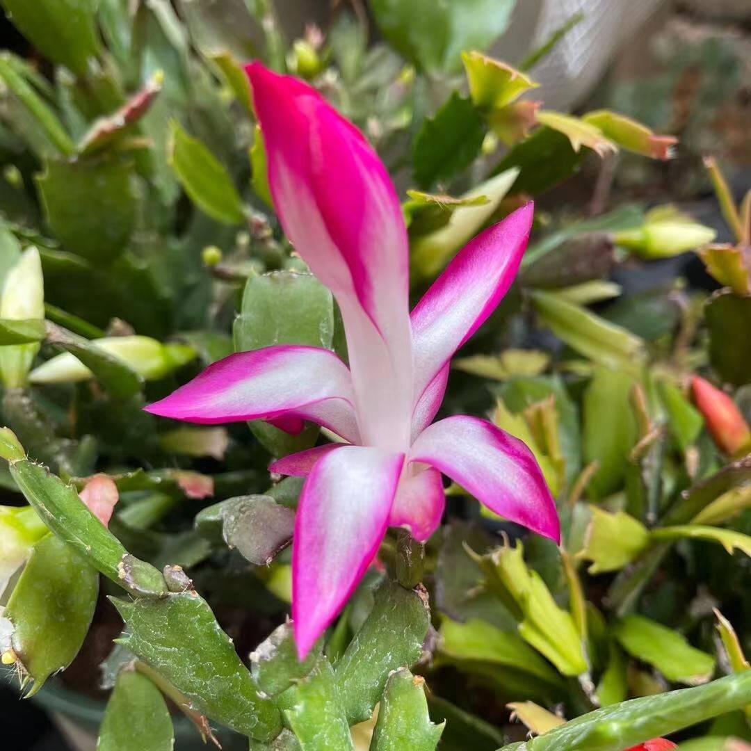 Unrooted Leave cuttings Thanksgiving cactus - 1pc- white flower