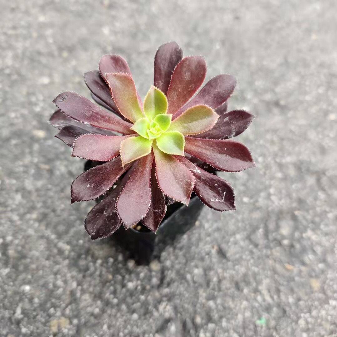 2"pot 4” pot Succulent Plants Aeonium arboreum-Zwartkop - Variant 5