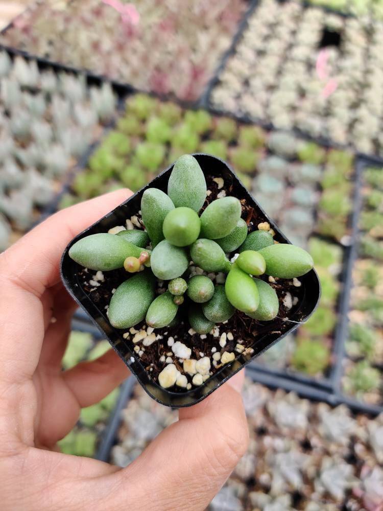 2”pot Succulent Plants Adromischus oviforme
