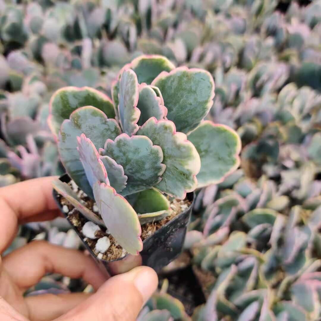 2" pot Kalanchoe Fedtschenkoi Variegated - Variant 2