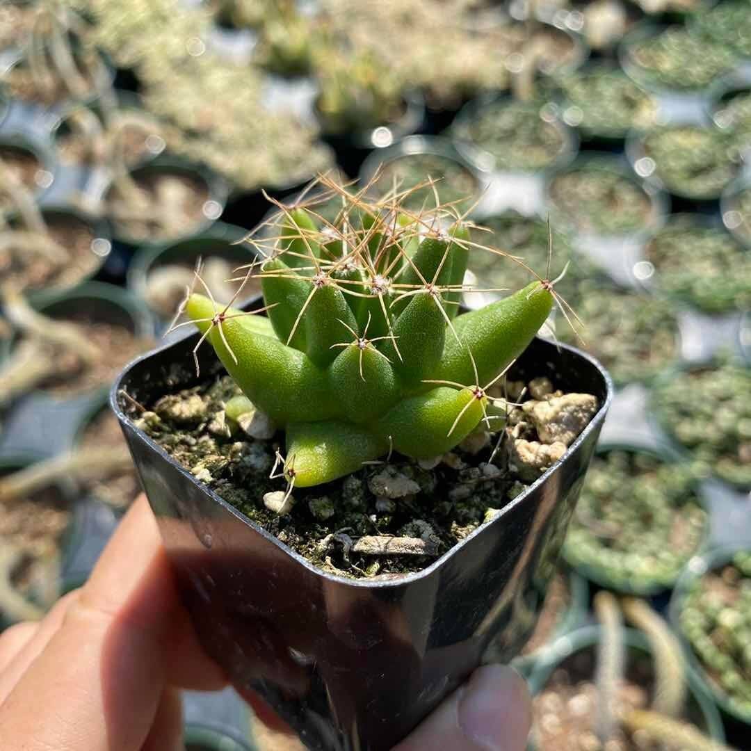 2”pot Cactus Plants Mammillaria longimamma - Default Title