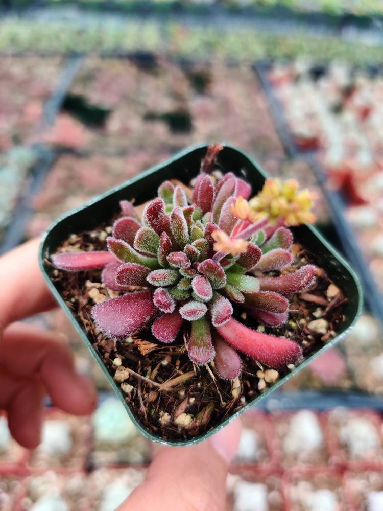 2”pot Succulent Plants Crassula Pubescens - Variant 2