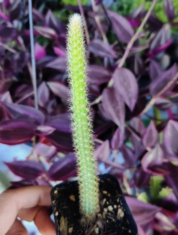 Rat Tail Cactus Aporocactus Flagelliformis Live Plant –2" Pot - Default Title