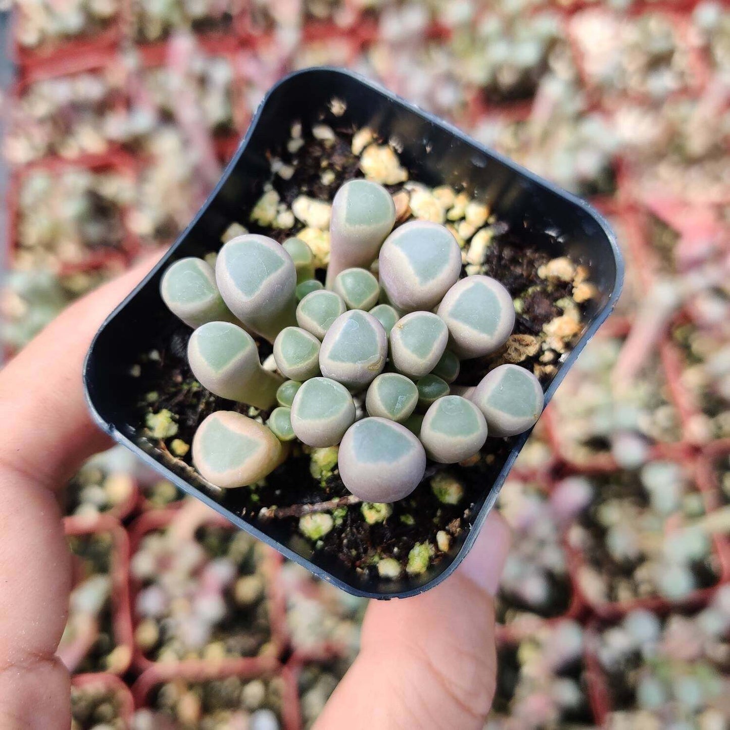 2" pot 4”pot Succulent Plants Fenestraria baby toes - 4”pot