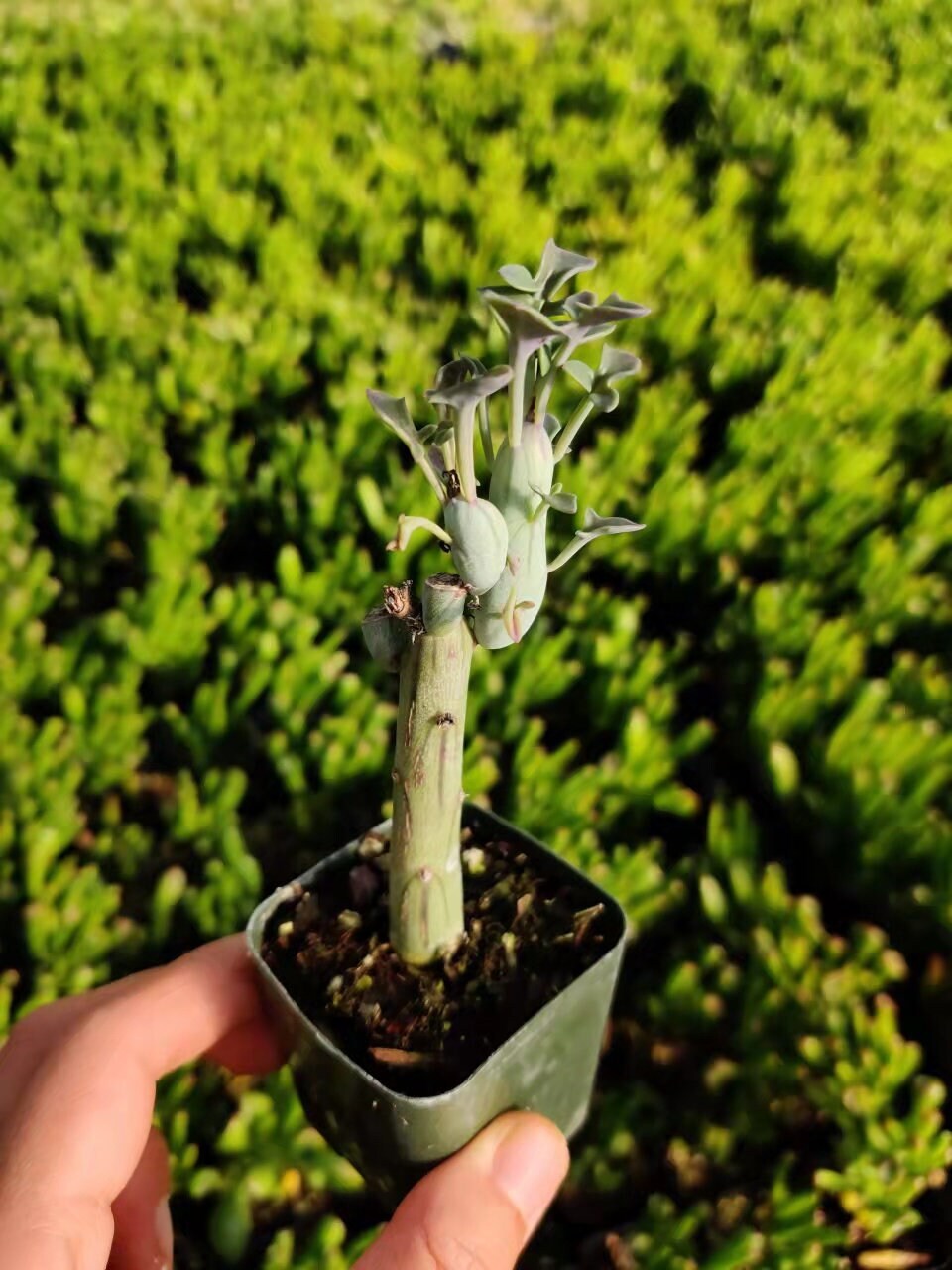2"pot Articulatus Candle Plant
