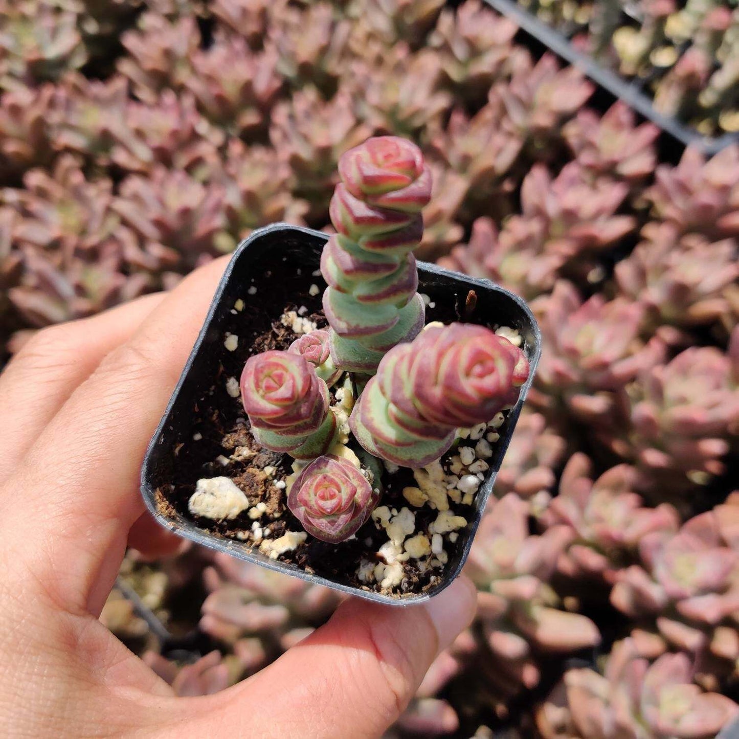 2"pot 4"pot Succulent Plants Crassula Jade Necklace Vine Rosary - Variant 3