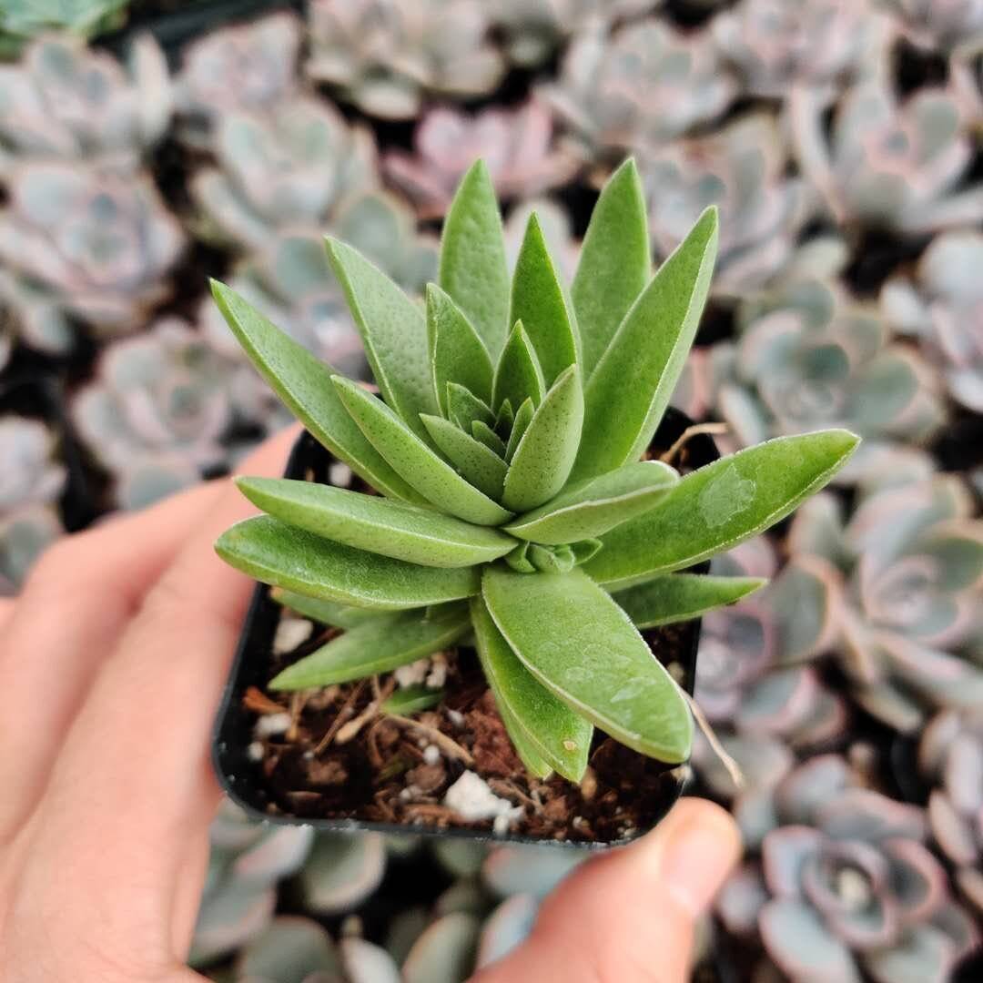 2"pot Crassula Corymbulosa ‘Shark Tooth’ - Default Title