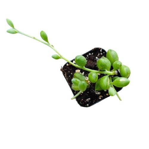 Cuttings/2"pot /4"pot Succulent Plants String of Watermelons rooted - 4"pot