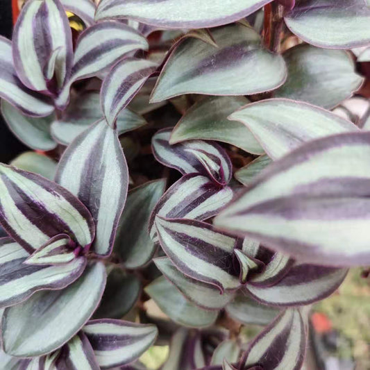 Tradescantia Nanouk/Fuzzy/Pale puma/Zebrina Burgundy