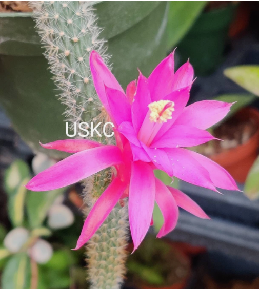 Rat Tail Cactus Aporocactus Flagelliformis Live Plant –2" Pot