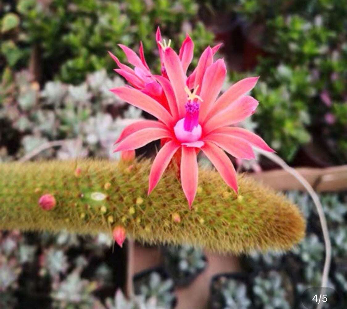 2”pot 4" pot Cactus Plants Golden Rat Tail - 2”pot