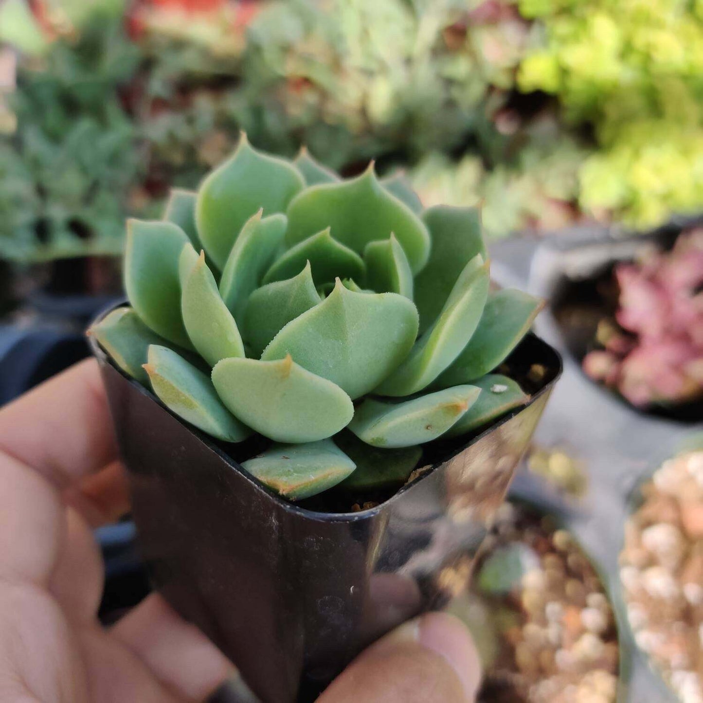 2” pot Echeveria mexican Hens And Chicks "Ramillette" - Variant 5