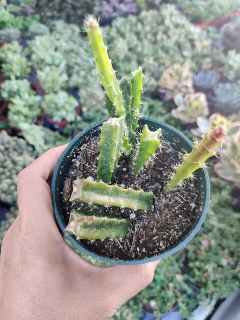 4"pot Cactus Aporophyllum Edna Bellamy - Default Title