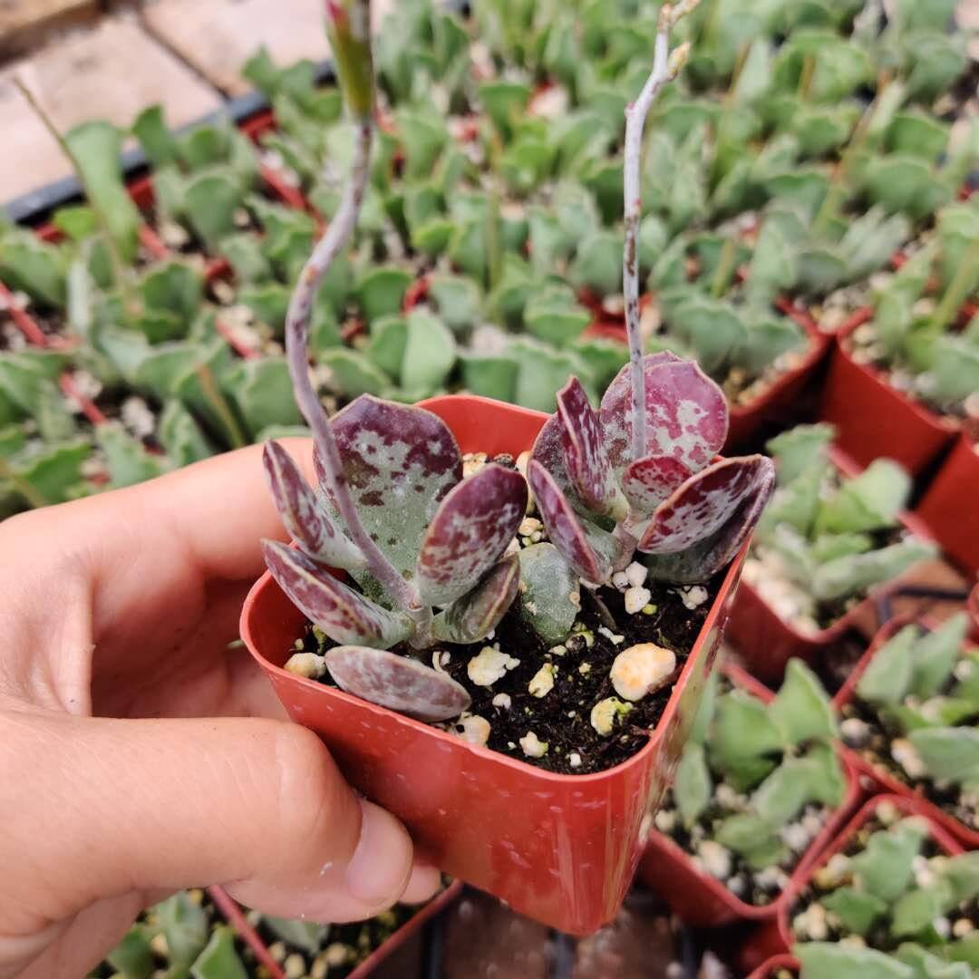 2" pot Succulent plant Adromischus Maculatus - Variant 2