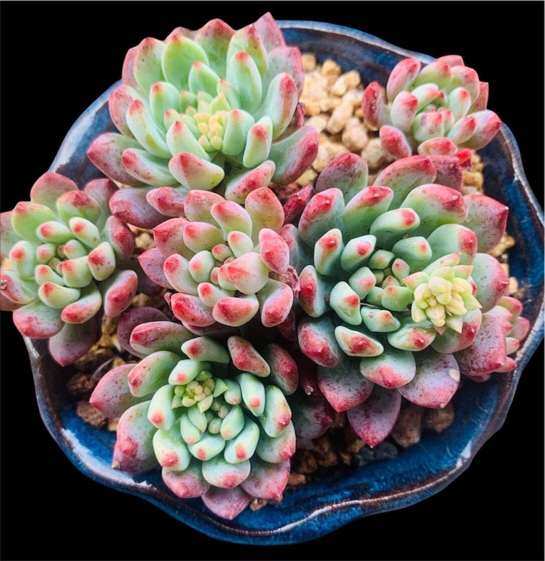 2"pot 4"pot Live Succulent plant Echeveria Blue Elf/Blue Apple - 2"pot