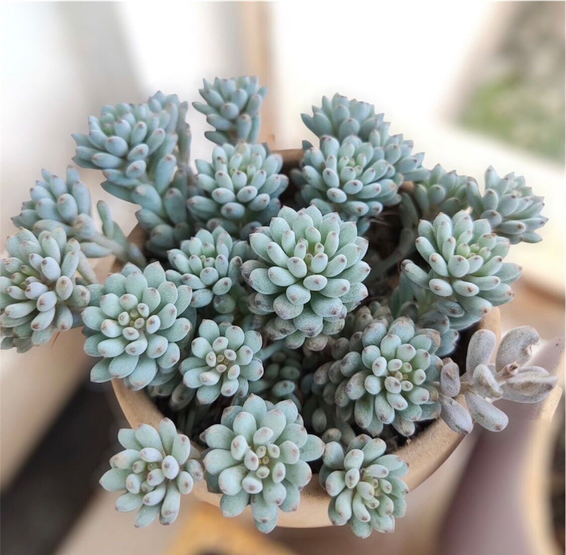 2"pot 4"pot Succulent Plants Graptopetalum Blue Beans - 4"pot