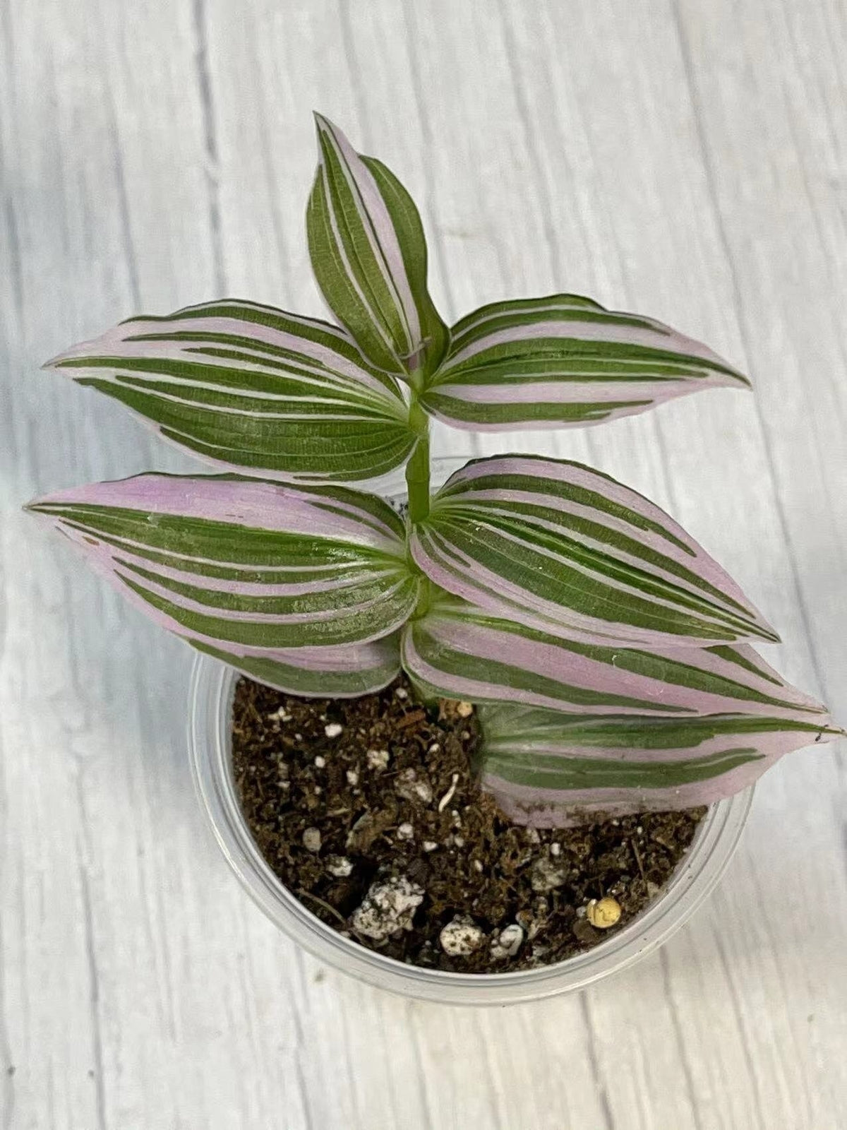 Cuttings/Rooted 2" pot Wandering Jew Tradescantia/Callisia - Fluminesis Var.