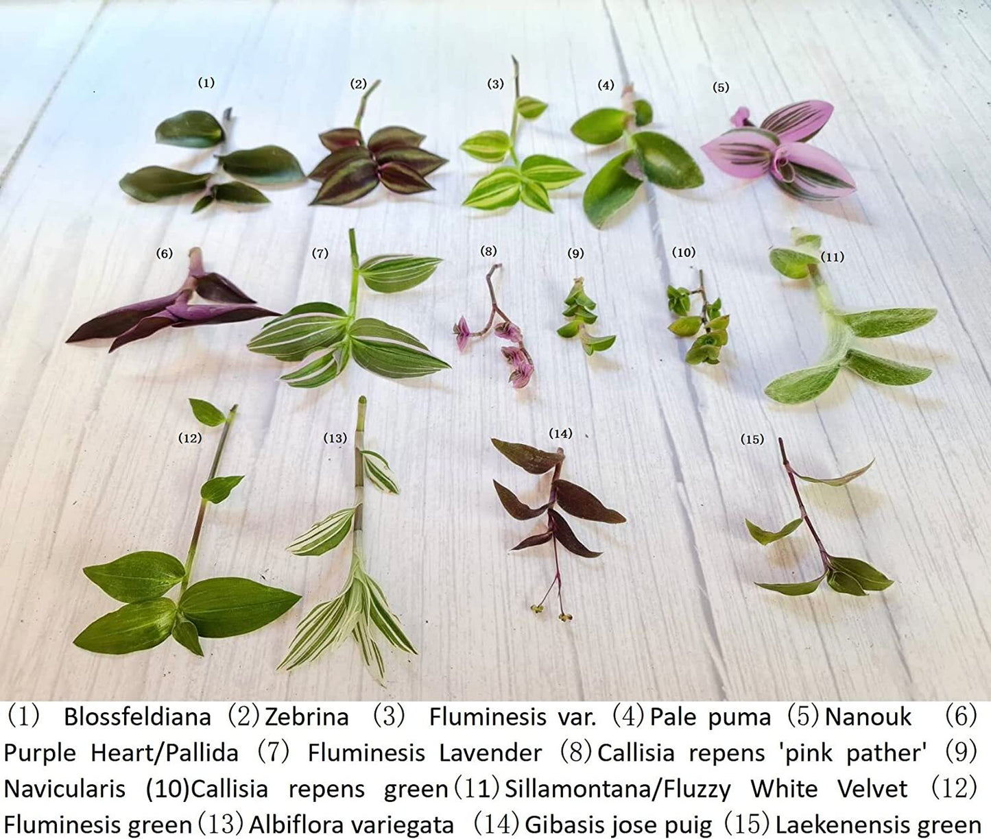 Wandering Jew Leave cutting Tradescantia/Callisia - 5 different random type cuttings