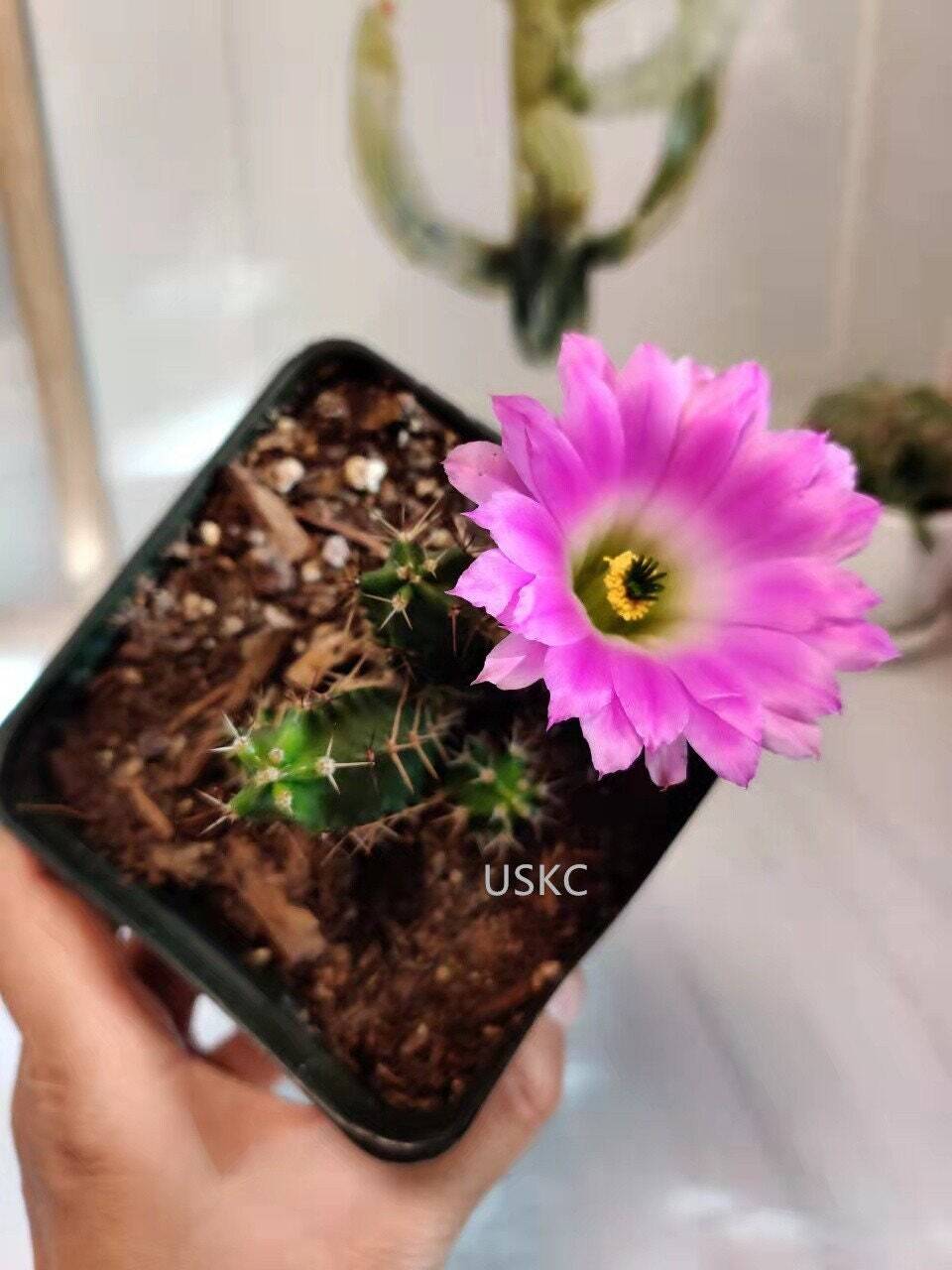 2"pot 4"pot Live cactus Echinocereus Pentalophus - 2"pot
