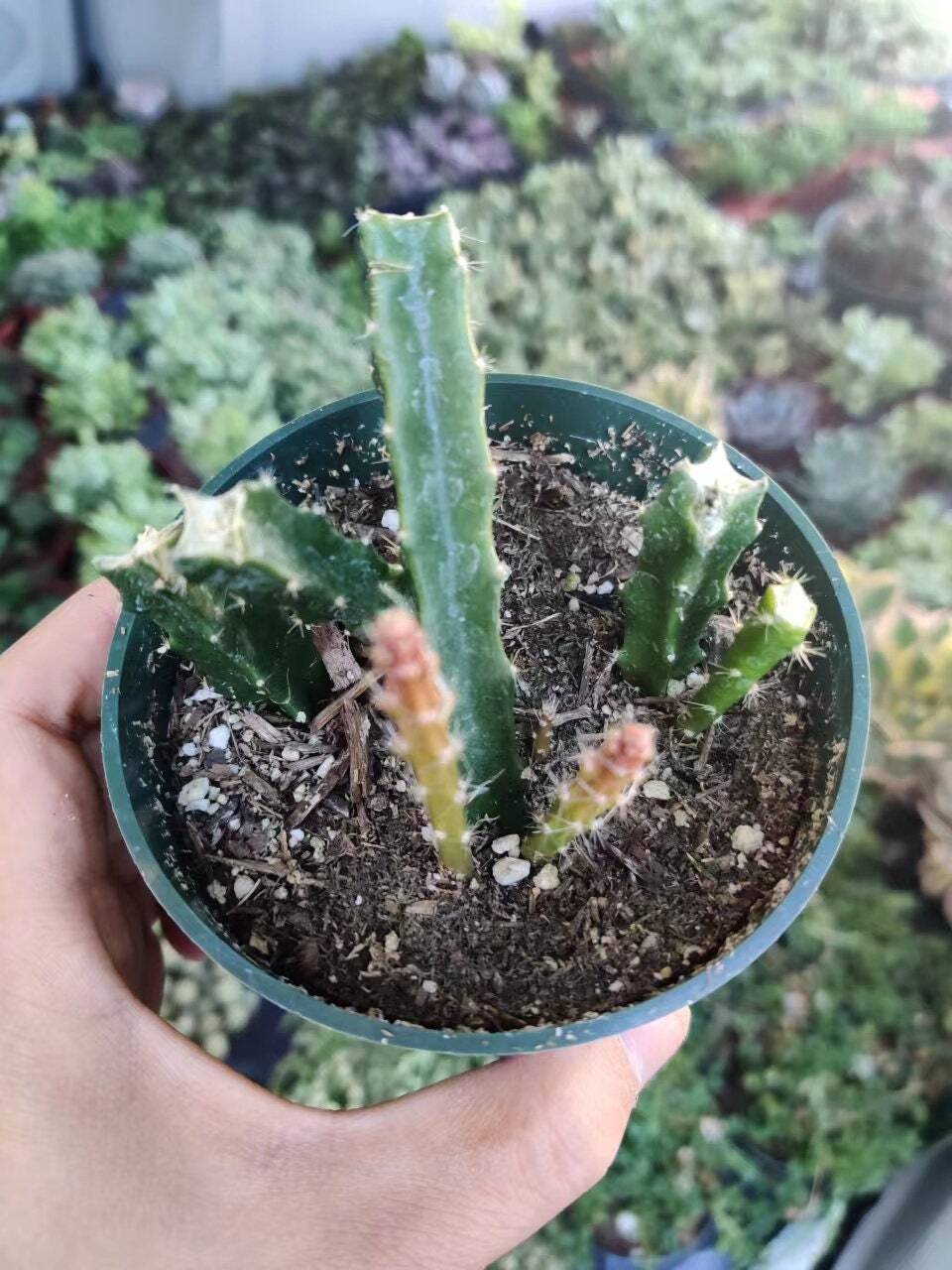 4"pot Cactus Aporophyllum Edna Bellamy - Variant 2