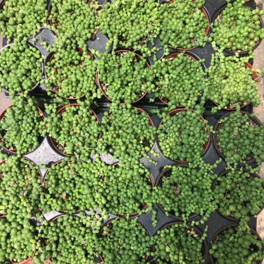 Cuttings 2" 4" 6”pot String Of Pearls - Variant 7