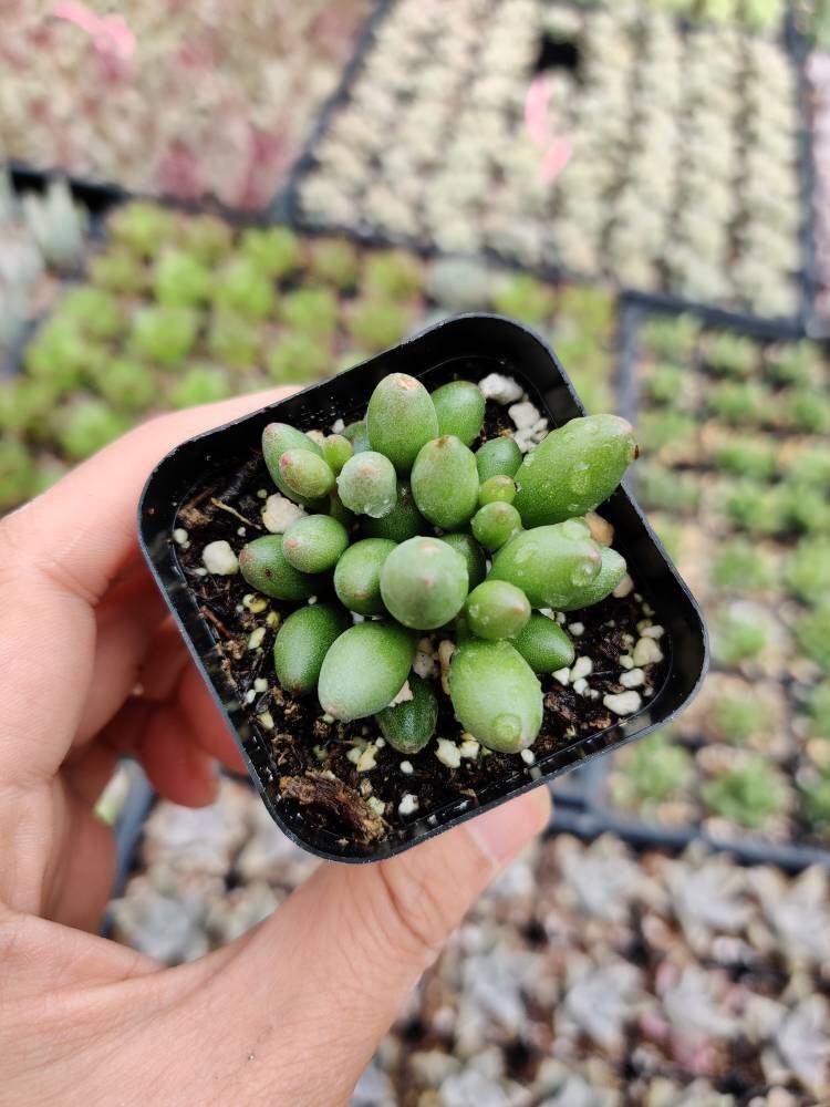 2”pot Succulent Plants Adromischus oviforme - Default Title