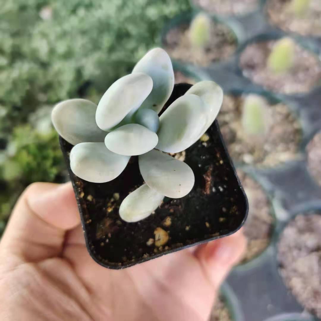 2" pot Moonstone Pachyphytum oviferum