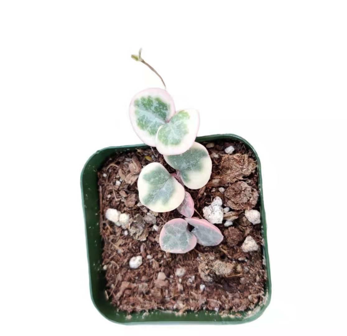 Rare Live Succulent Plants String of hearts Variegated rooted - 2"pot 6+nods