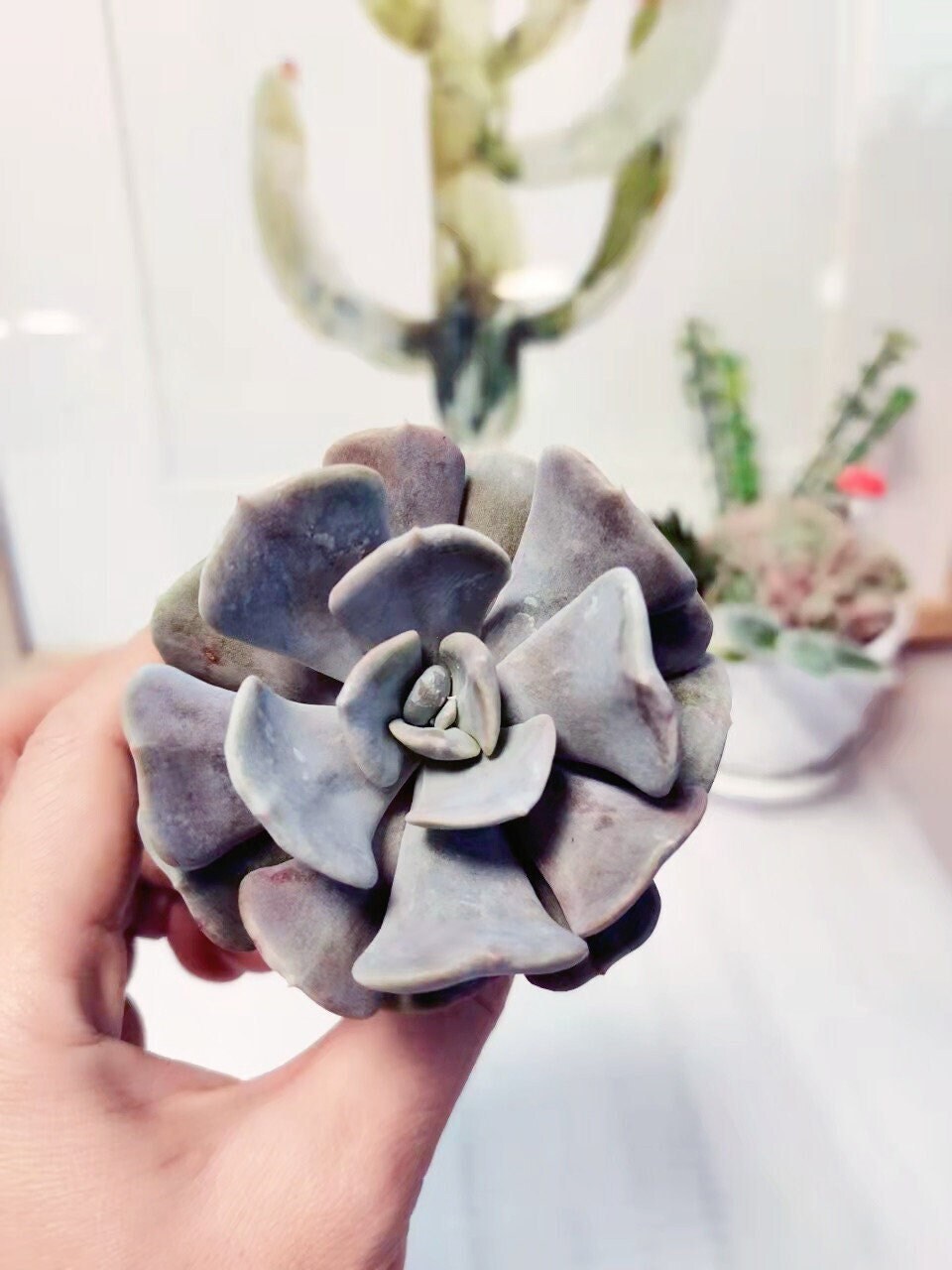 2“ pot Succulents Echeveria Cubic Frost - Variant 2