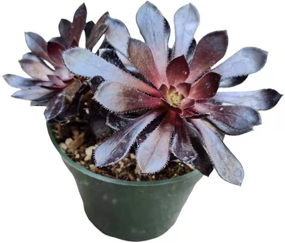 2"pot 4” pot Succulent Plants Aeonium arboreum-Zwartkop