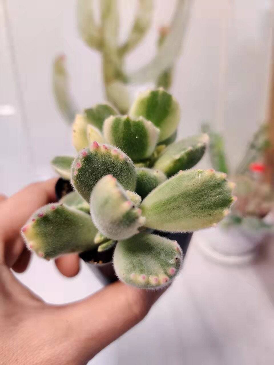 2”pot 4”pot Succulent Plants Cotyledon tomentosa "Bear's Paw" Variegated - 4”pot