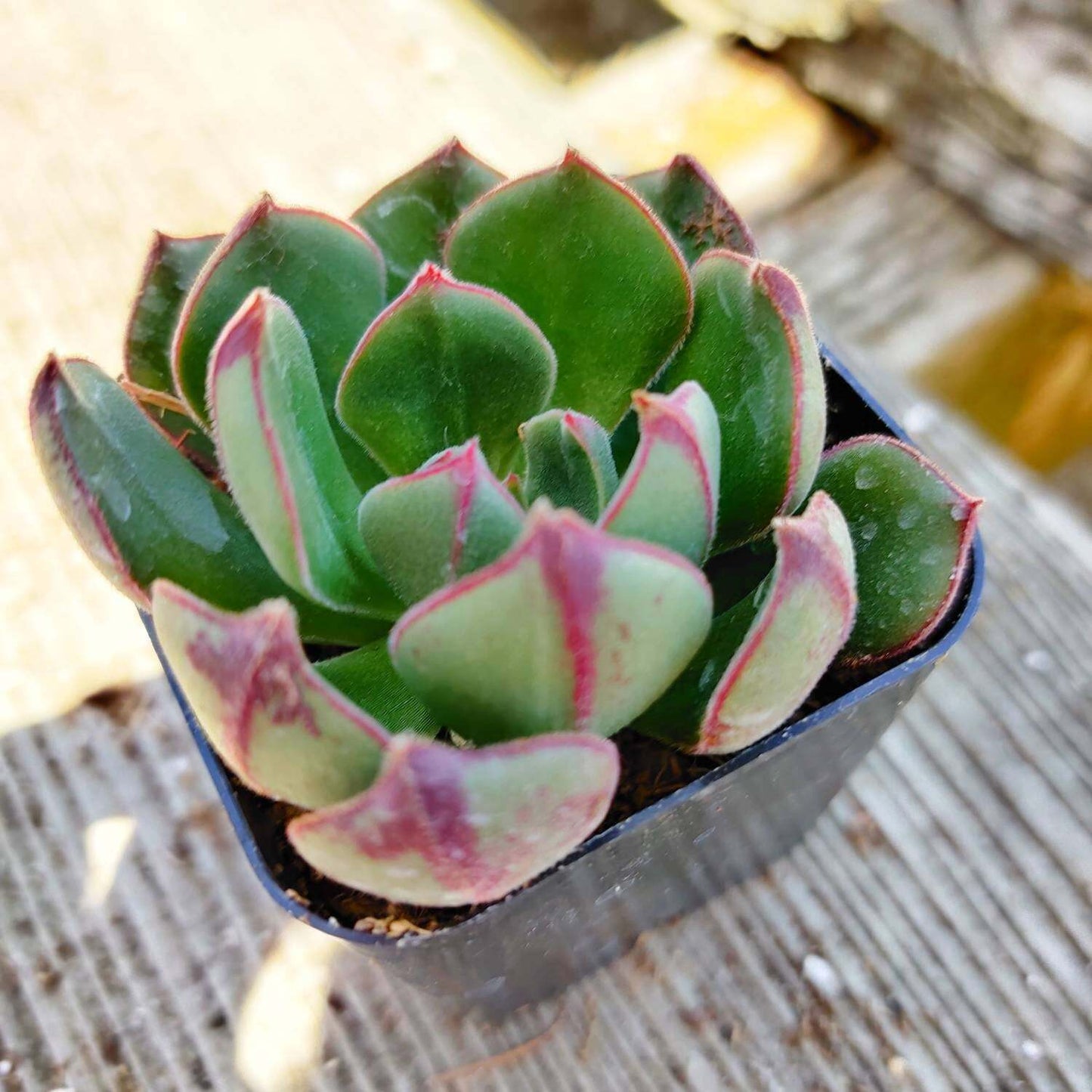 2"pot Echeveria 'Joan Daniels' - Variant 2