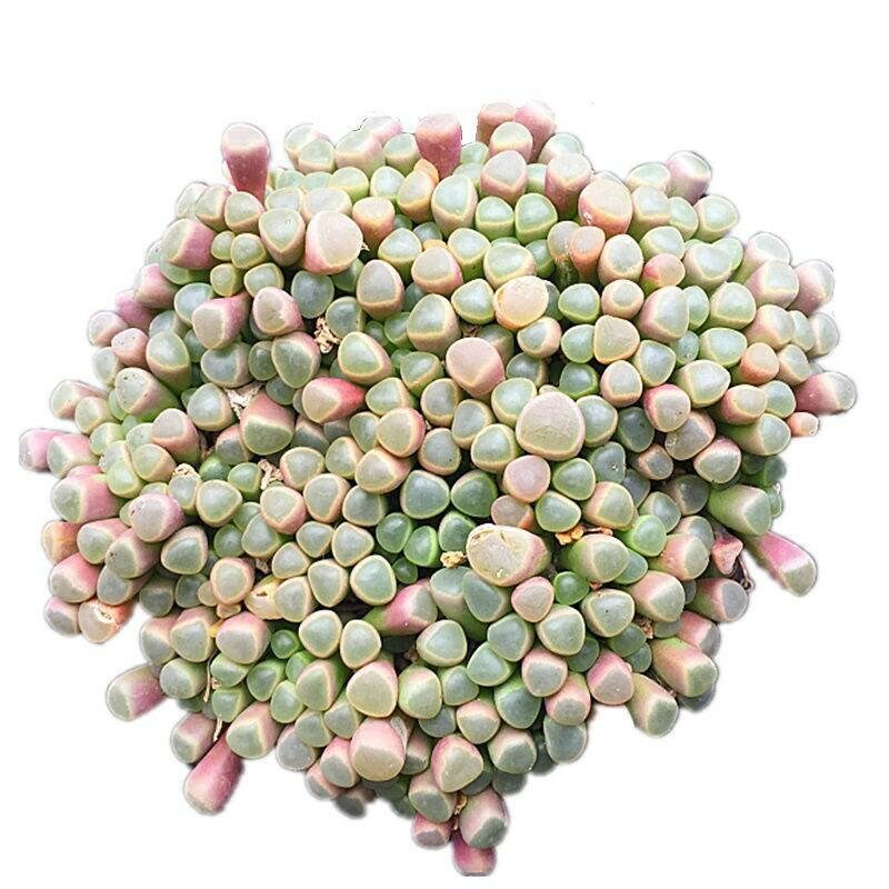 2" pot 4”pot Succulent Plants Fenestraria baby toes - Variant 3