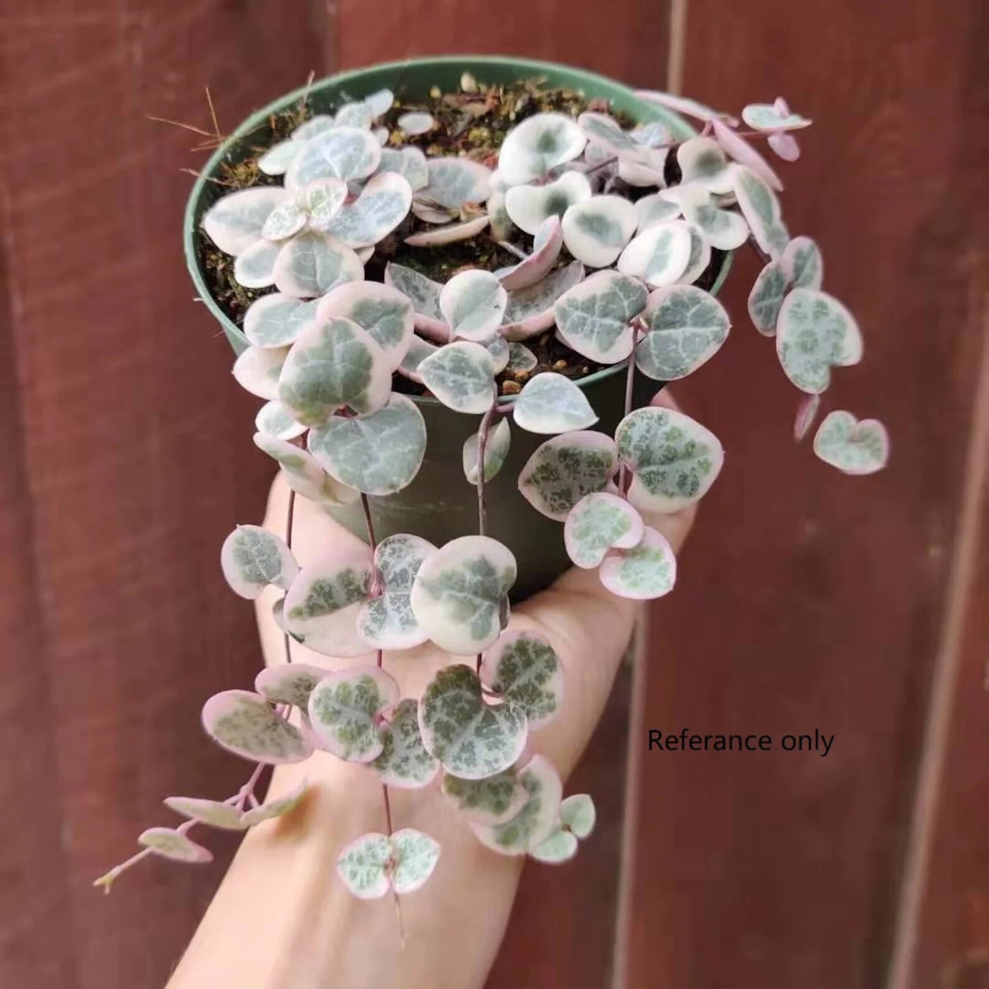Rare Live Succulent Plants String of hearts Variegated rooted - 2"pot 3-4 nods