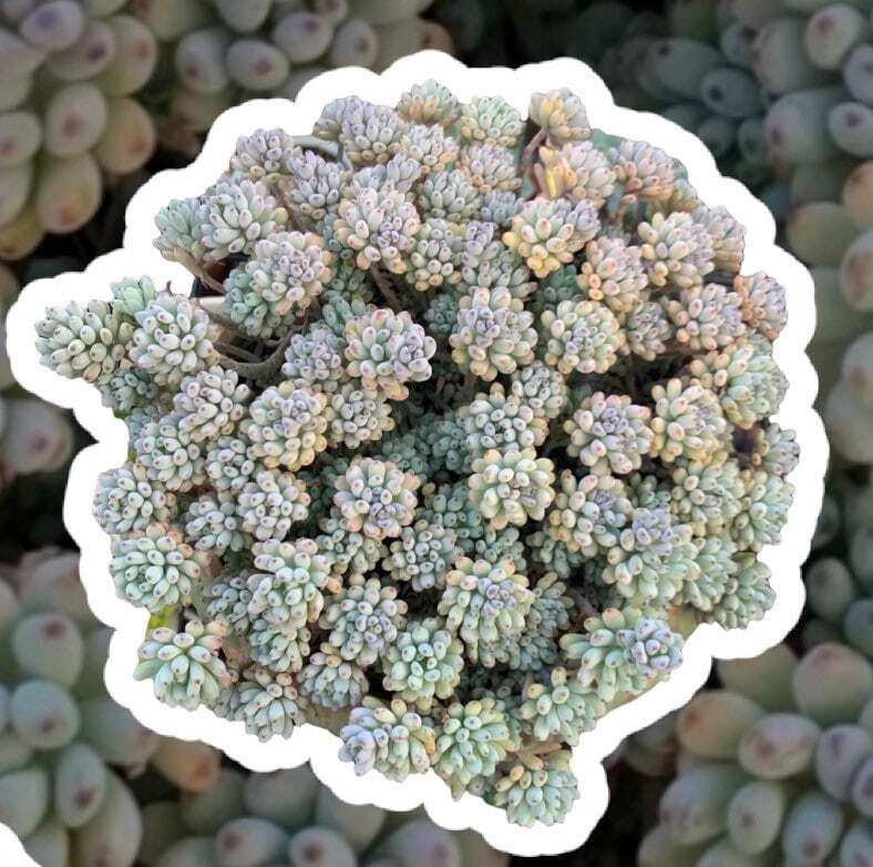 2"pot 4"pot Succulent Plants Graptopetalum Blue Beans - 2"pot