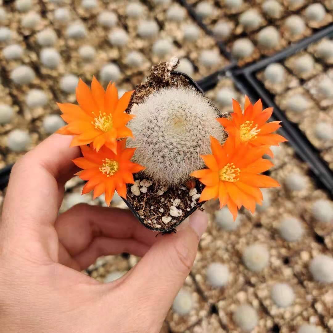 2"pot Live Cactus plant Rebutia Muscula - Default Title