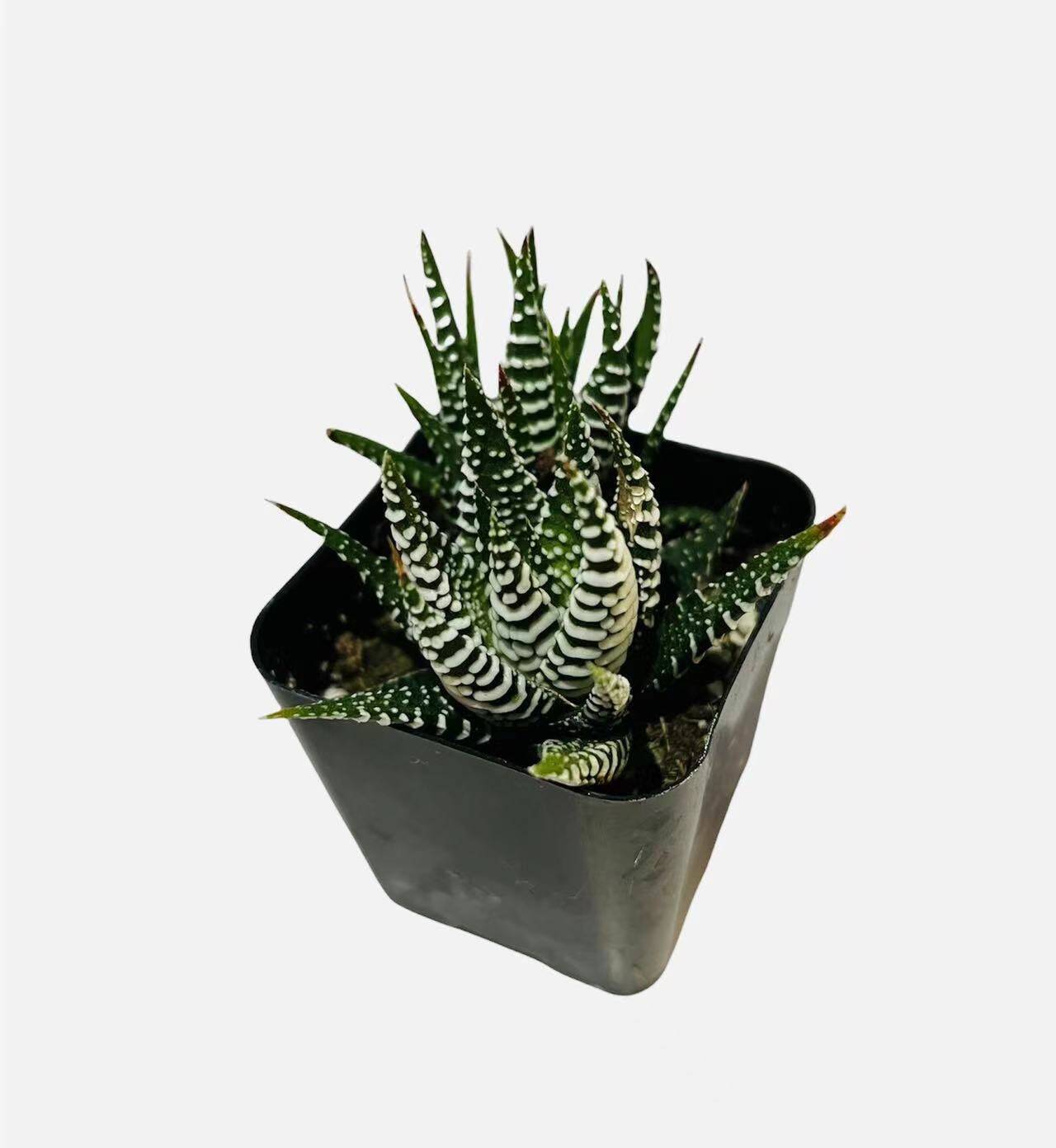 2”pot Succulent Plants Haworthia Faciata - Variant 4
